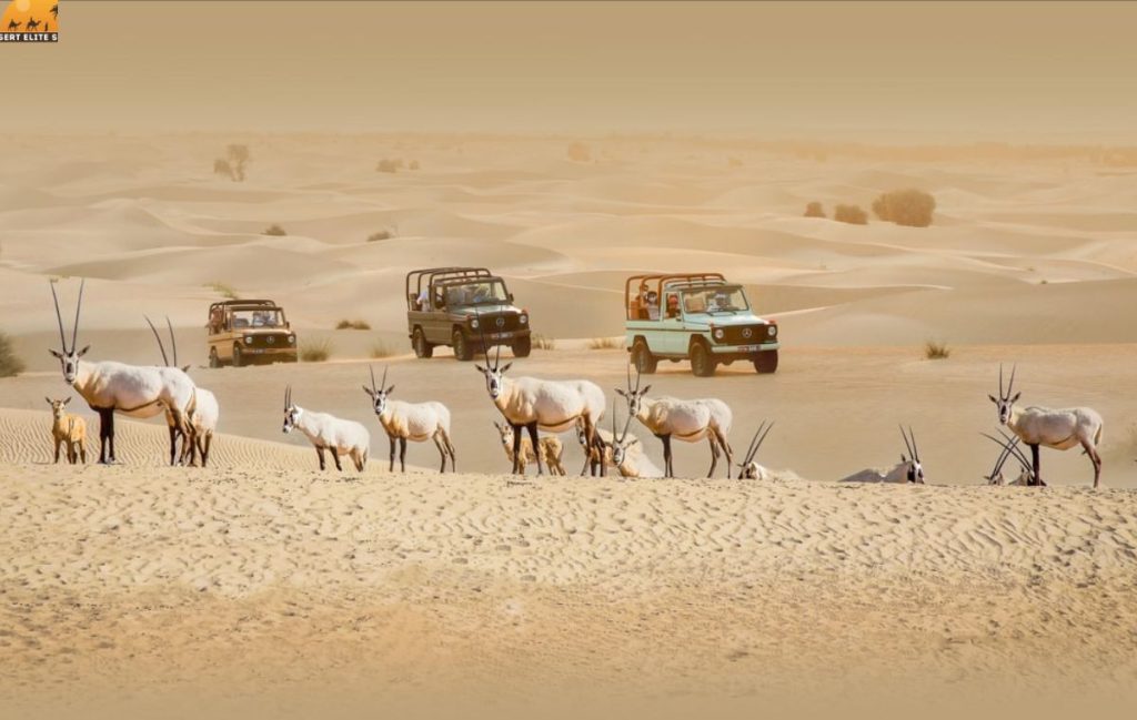 Al Marmoom Desert