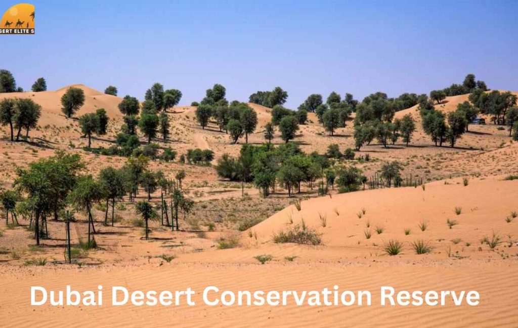 Dubai Desert Conservation Reserve