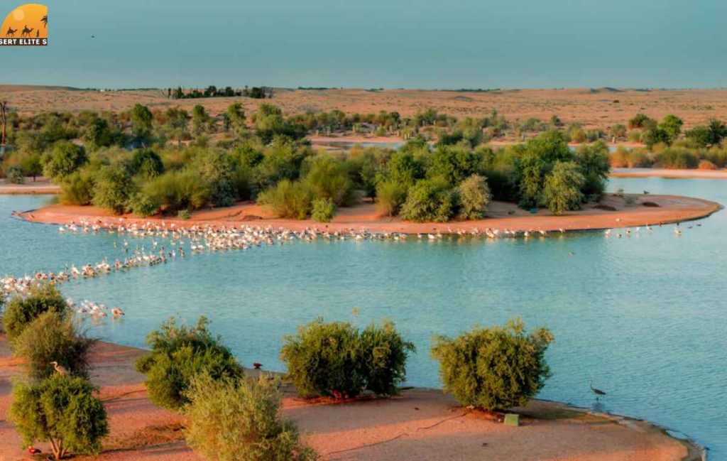 Al Qudra Lake Facts