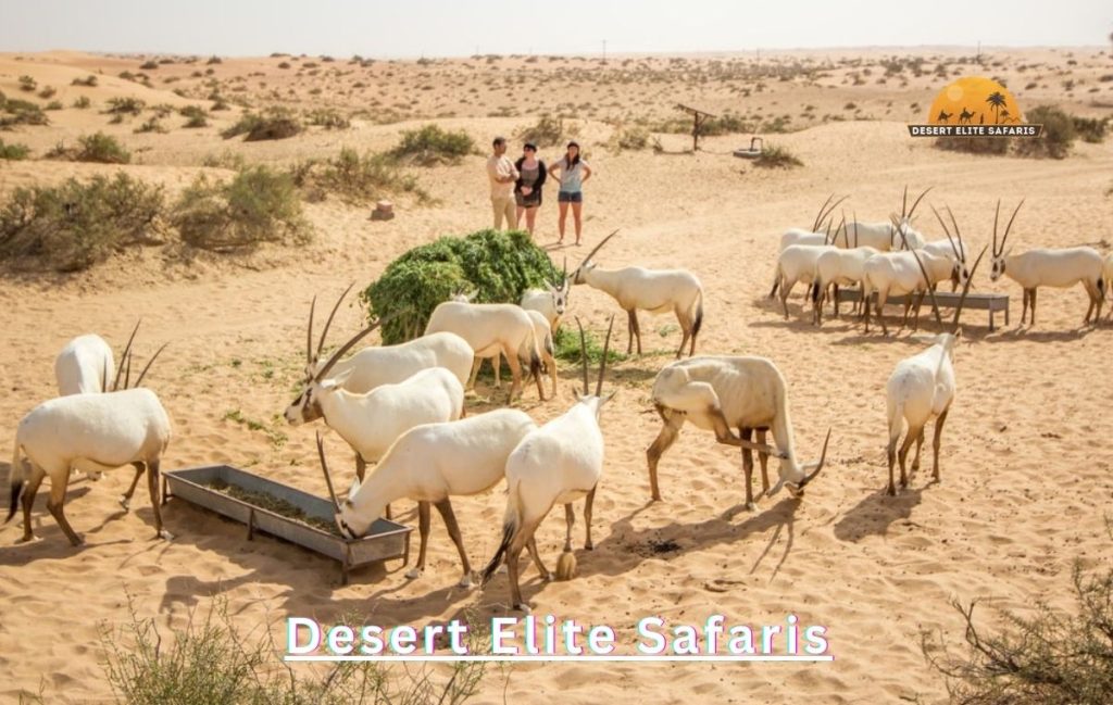 Al Marmoom Desert Safari Dubai